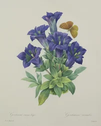 Gentiana acaulis (kellokatkero), kaivertanut Langlois, teoksesta "Kauneimpien kukkien valikoima", 1827
